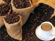 kopi luwak coffee